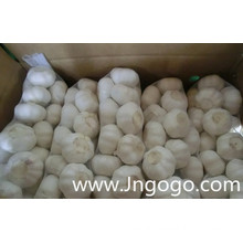 Export New Crop Fresh Good Quality Normal White Garlic